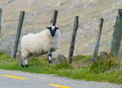 GB2536.sheep.1